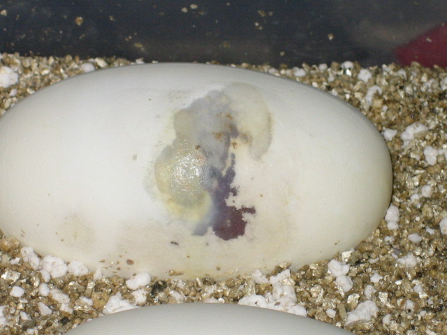 molded egg